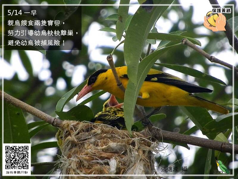 黃鸝鳥首度現身高市議會附近，高市鳥會與高市議會全面戒備。（高市野鳥學會、黃鸝保育行動粉絲團提供）