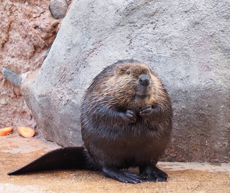 近期日本一名攝影師分享，在一間動植物園拍下裡面一隻外型十分「圓滾滾」的河狸。（圖擷取自@higashiyama5555推特）