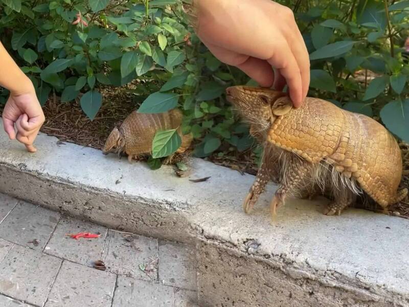 美國德州的聖安東尼奧動物園內，飼養了一隻名叫「威爾森」（Wilson）的九帶犰狳，日前牠與飼育員的可愛互動，融化無數網友。（圖擷取自San Antonio Zoo 臉書粉專，本報合成）