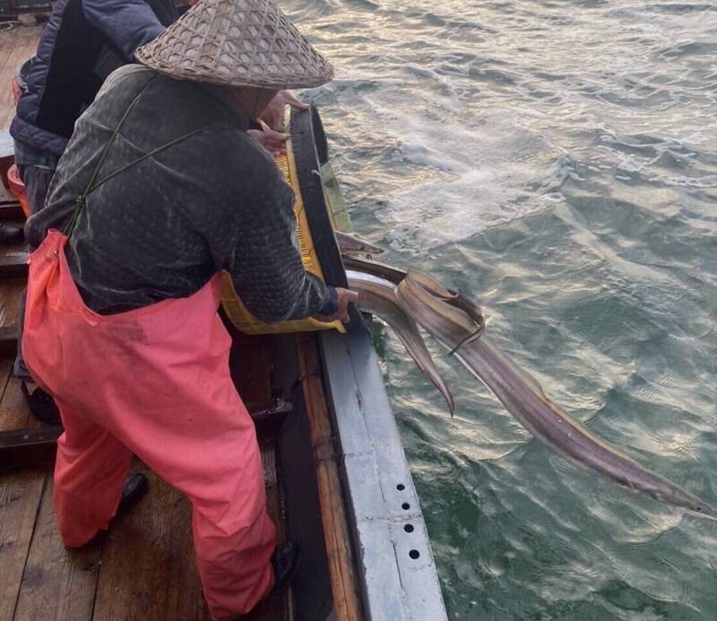 海巡署馬祖海巡隊17日中午12時許,在國之北疆的馬祖東引鄉「禁止水域」,查扣一艘越界捕魚的中國漁船「霞下滸水0323」及船員5人;圖為海巡人員命令中國漁民將漁獲倒回海裡。(圖為海巡署提供) 海巡署馬祖海巡隊17日中午12時許,在國之北疆的馬祖東引鄉「禁止水域」,查扣一艘越界捕魚的中國漁船「霞下滸水0323」及船員5人;圖為海巡人員命令中國漁民將漁獲倒回海裡。(圖為海巡署提供)