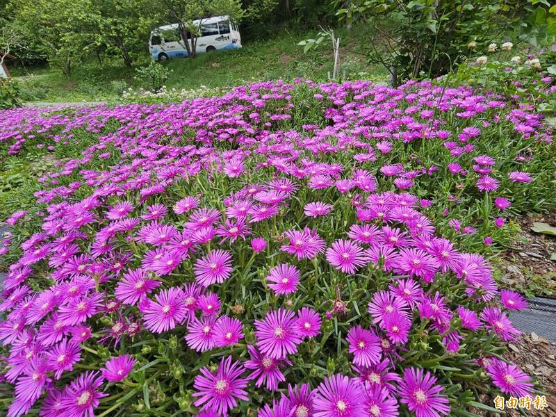 粉紅麗晃花綻放，亮眼吸睛。（記者張軒哲攝）