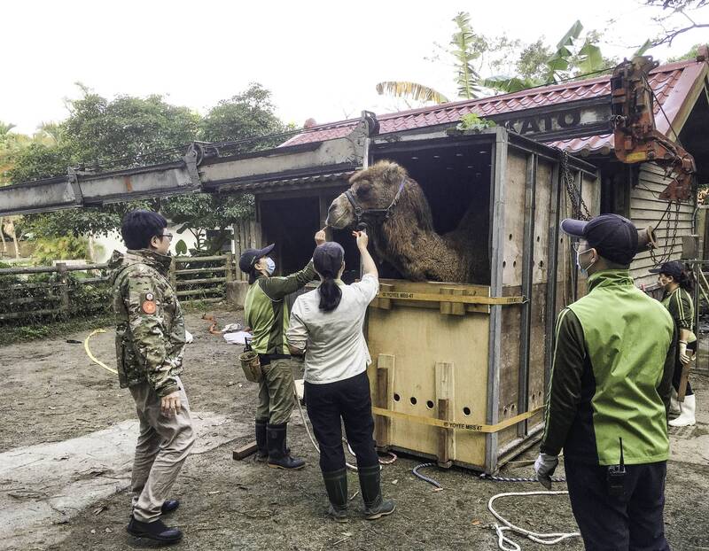 雙峰駱駝「煙雨」今年3月15日重返非洲動物區。（台北市立動物園提供）