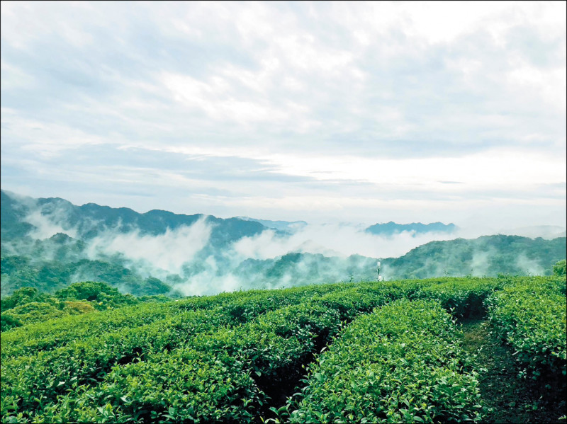 茶改場茶葉產地鑑別技術之前僅能鑑定烏龍茶，將擴充品項到文山包種茶。圖為文山包種茶園。（茶改場文山分場提供）