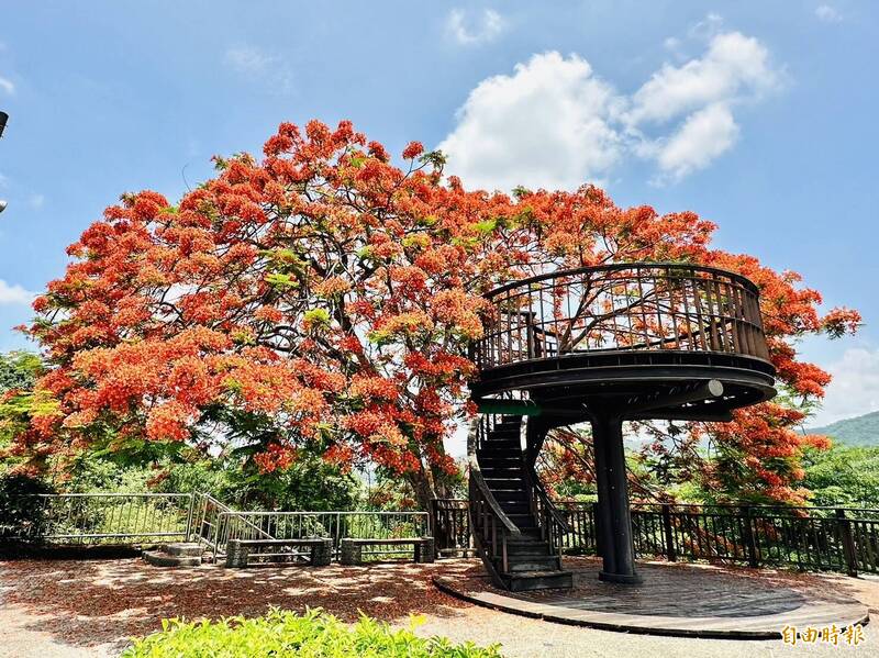 嘉義梅山公園鳳凰花樹環繞著圓弧觀景台的美麗畫面。（記者蔡宗勳攝）