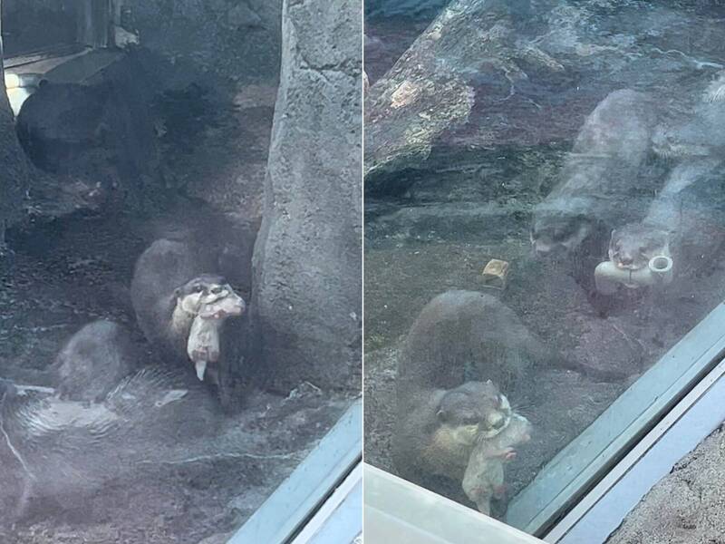 日本一名網友分享近日自己到水族館參觀時，意外目睹一隻水獺媽媽輕輕叼著寶寶，走到展示區的玻璃面前向民眾「曬娃」，更看到另一隻水獺為了模仿同伴，竟也叼著一節水管跑來獻寶。（圖擷取自@9_9_9_9_9_推特）