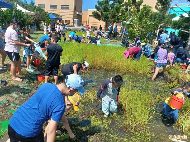 湖西尖山發電廠荸薺田是現存最大的野生棲地。（記者劉禹慶攝）