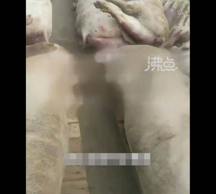 江苏南通近日发生养猪场夜间断电，导致5000只猪因空气不流通遭活活闷死的事故。（撷取自抖音）(photo:LTN)