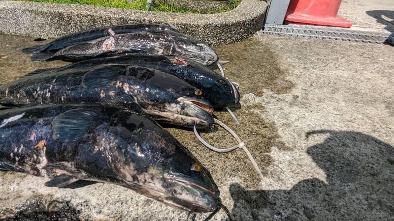 日月潭近來水位上升逼近滿水位，有漁民趁「湖中惡霸」魚虎在潭邊築巢準備交配，順利捕捉到5條大魚虎。（「日月潭一等高」提供）