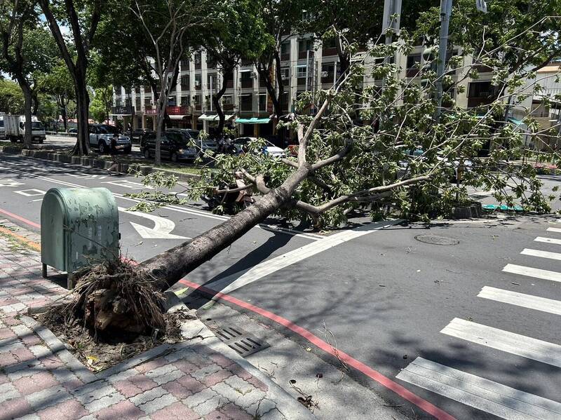 高雄路樹傾倒，壓中行進中女騎士受傷送醫。（讀者提供）