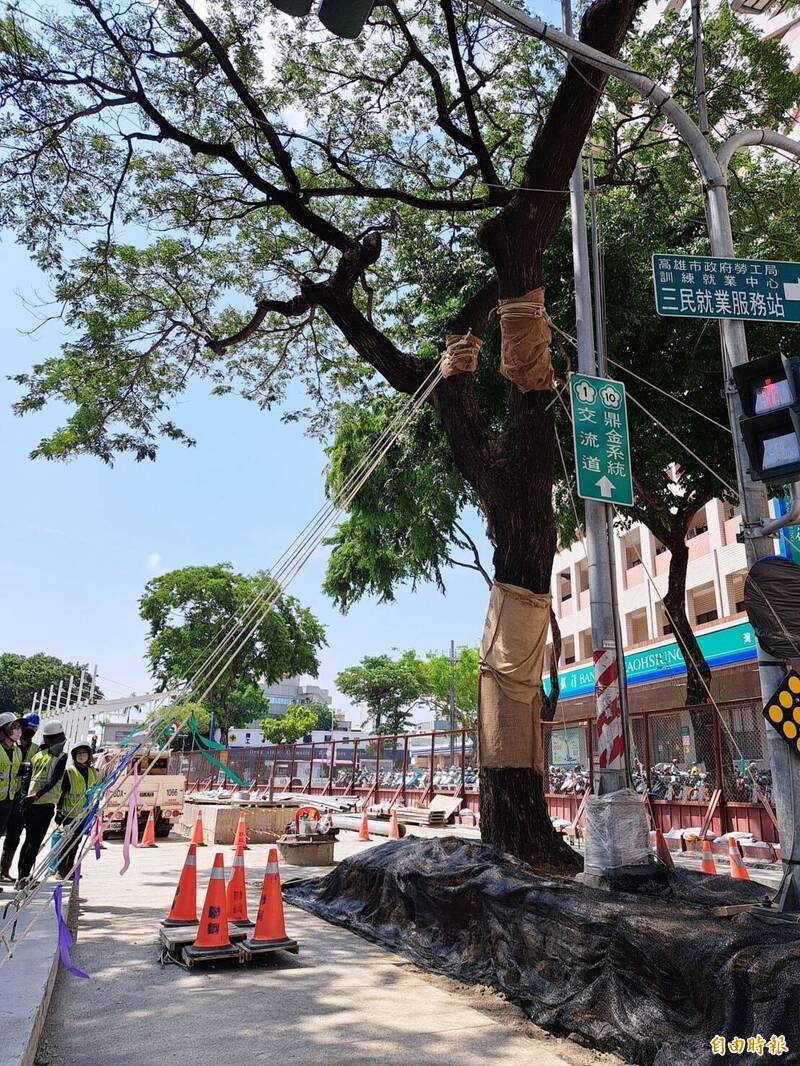 高雄輕軌沿線206棵雨豆樹，僅遷移9棵。 （記者葛祐豪攝）