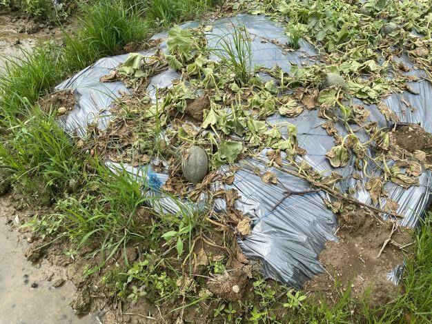 5月19日豪雨造成新竹縣內西瓜、香瓜、以及洋香瓜有部分損害，縣府農業處今天下午宣布明天（6/3）起到6月12日，受理農民申請救助。（取自竹縣府官網）