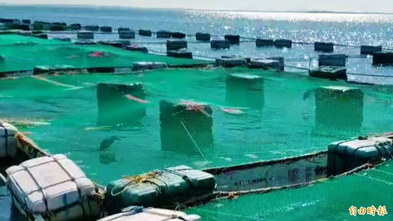 夜鷺摸黑進入箱網偷魚,天亮後無處可逃。(記者劉禹慶攝) 夜鷺摸黑進入箱網偷魚,天亮後無處可逃。(記者劉禹慶攝)