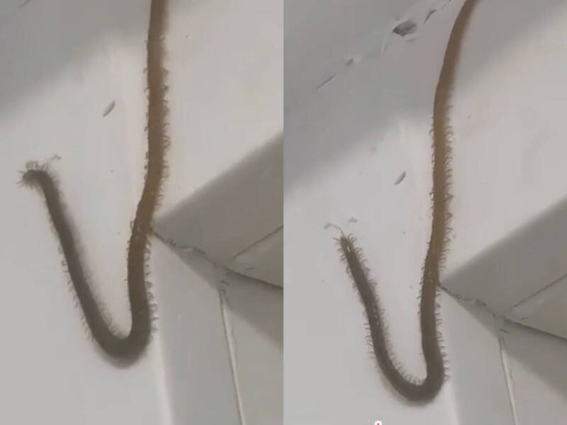 網友在抖音上分享巨型蜈蚣短片,有人質疑可能是拍攝角度讓蜈蚣在畫面中被放大。(擷取自抖音) 網友在抖音上分享巨型蜈蚣短片,有人質疑可能是拍攝角度讓蜈蚣在畫面中被放大。(擷取自抖音)