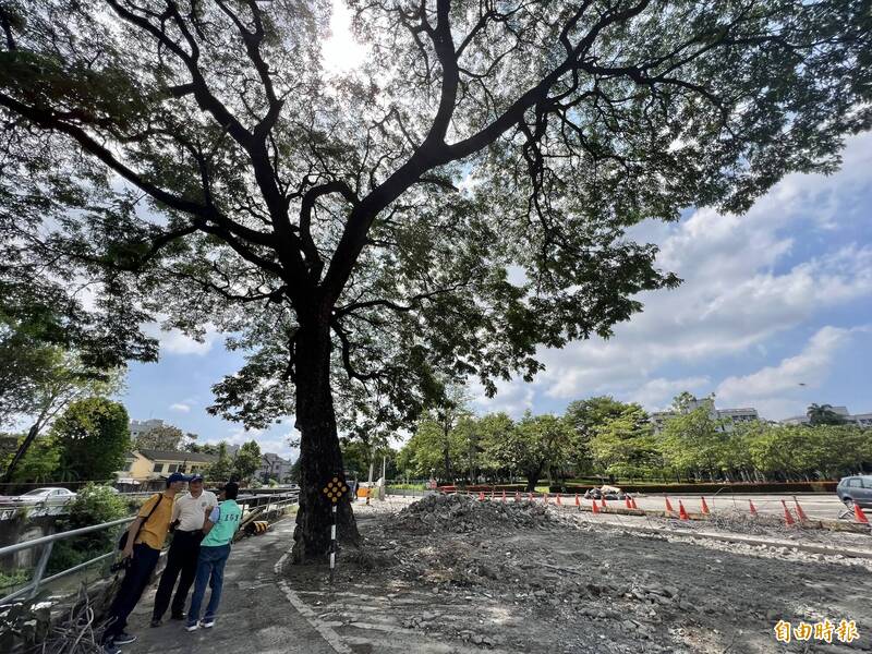 屏東大學拆掉圍牆退讓校地，保護老雨豆樹。（記者羅欣貞攝）