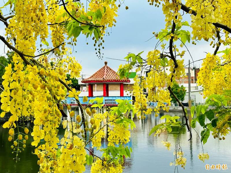 嘉義大林中林社區公園「中林湖」周邊「阿勒勃」的黃金雨與亭台樓閣風情相映成趣。（記者蔡宗勳攝）