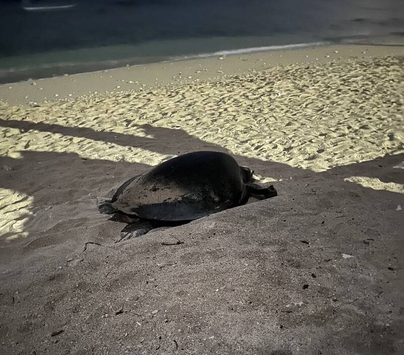 產卵後準備返回大海的母龜。（圖由社團法人台灣咾咕嶼協會提供）