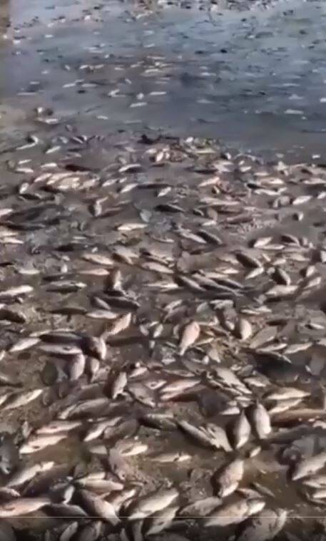 新卡霍夫卡水壩上游區，因為水位嚴重下降，導致魚群大規模死亡。（圖擷自推特）