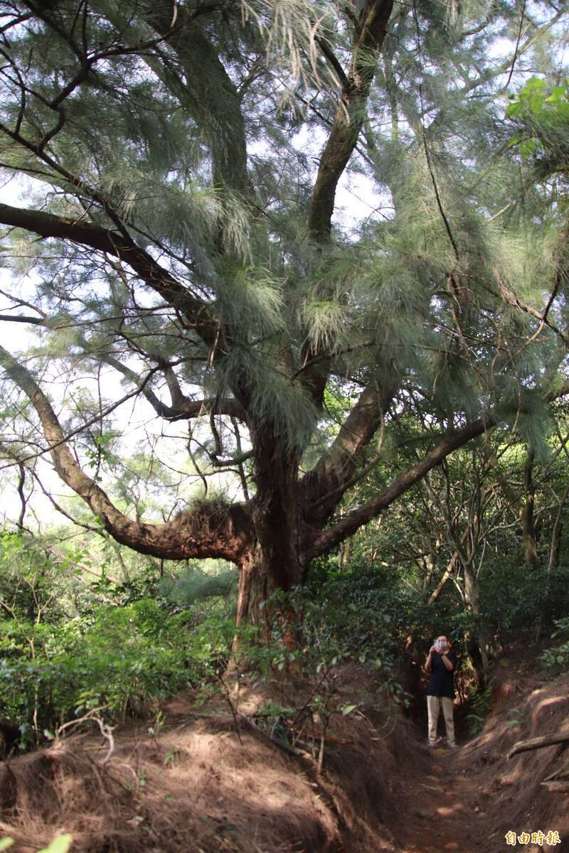 新竹縣湖口大圓山陣地的「木麻黃浩克」。（記者黃美珠攝）