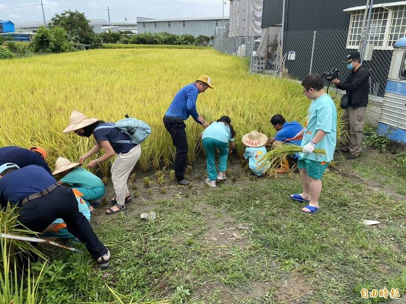 大里區農會推廣食農教育，今天安排大里美群國小80多位小朋友體驗割稻的辛苦。（記者陳建志攝）