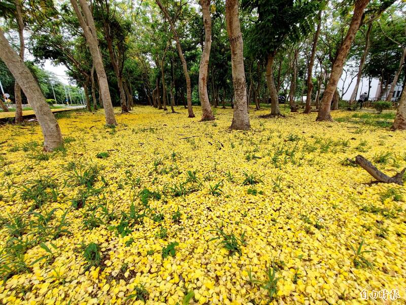 仁德區虎山實小後方的阿勃勒樹林，猶如鋪上浪漫的黃色地毯。（記者吳俊鋒攝）