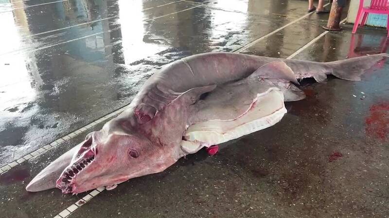 蘇澳漁民捕獲全國最大800公斤「哥布林鯊」 海藝館將製成標本