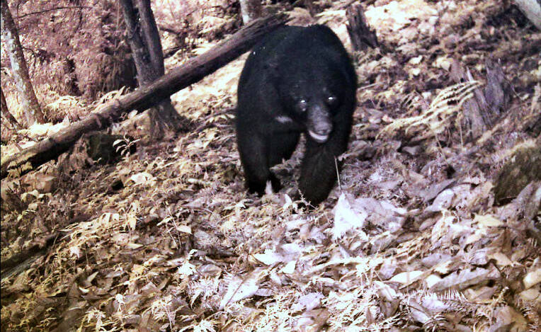 玉山300隻台灣黑熊棲息 人熊「不期而遇」注意這5點可避免衝突