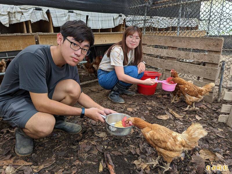 嘉大學生在實驗農場養雞。（記者王善嬿攝）