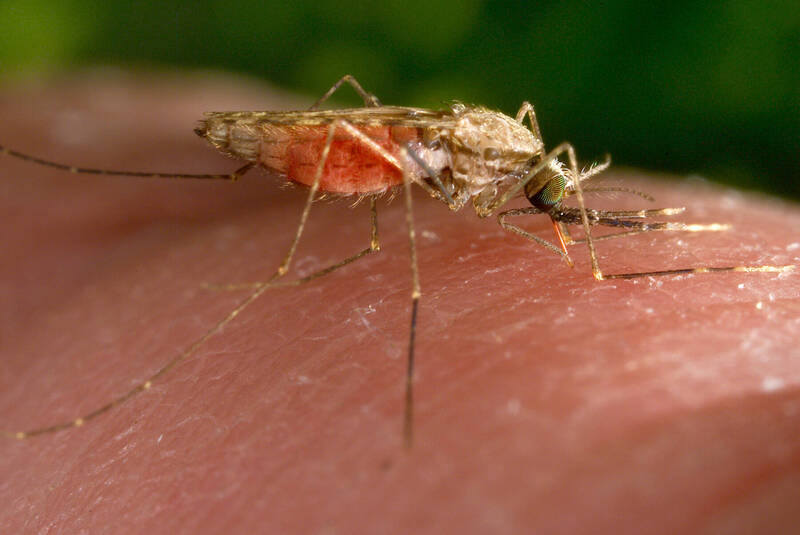 美国疾病管制暨预防中心表示，美国佛州和德州已确认有5起疟疾病例，这是20年来美国本土首度出现以蚊子传播可能致命的疾病。示意图。（美联社资料照）(photo:LTN)
