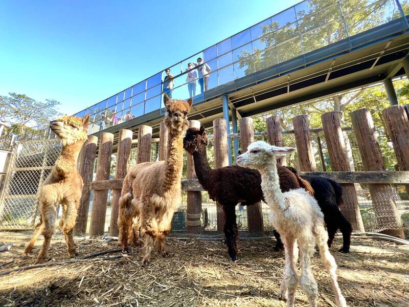 壽山動物園遊客在空橋觀察羊駝。（記者葛祐豪翻攝）