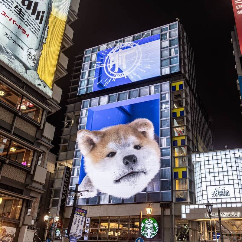 日本大阪道頓堀街頭驚見巨大「秋田犬」為主題的3D廣告，可愛模樣廣受遊客歡迎。（圖片擷取自推特）