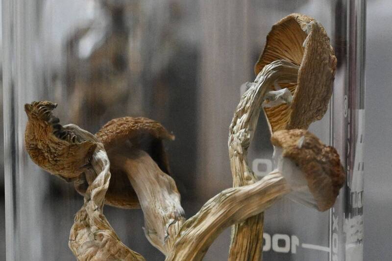 裸盖菇。（法新社档案照）(photo:LTN)