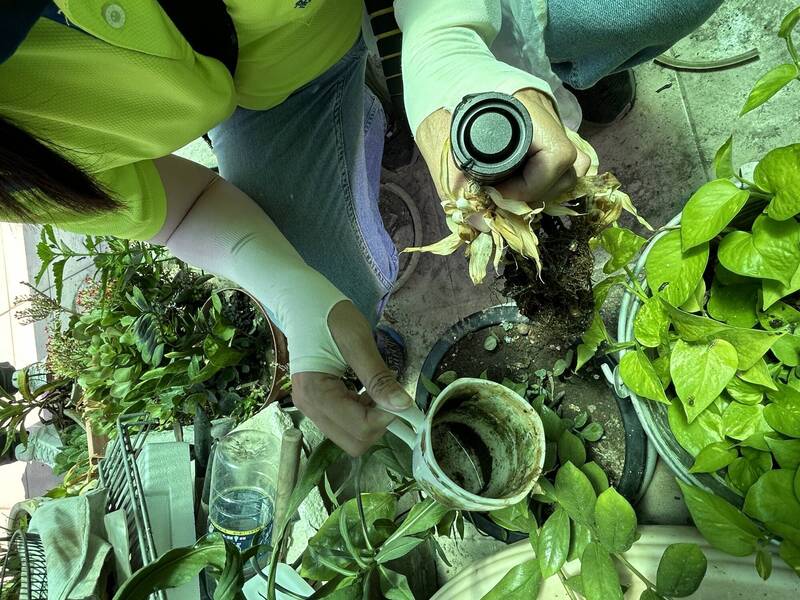 花器積水都可能成為成病媒蚊幼蟲的孳生源。（高雄市衛生局提供）