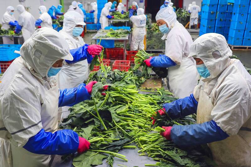 中国江苏省连云港市的一家食品加工厂，工作人员正在处理蔬菜。（法新社档案照）(photo:LTN)