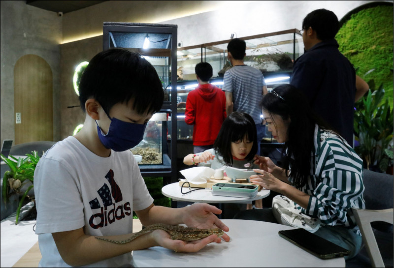 葉明陽的咖啡店養著多種爬蟲類。（路透檔案照）