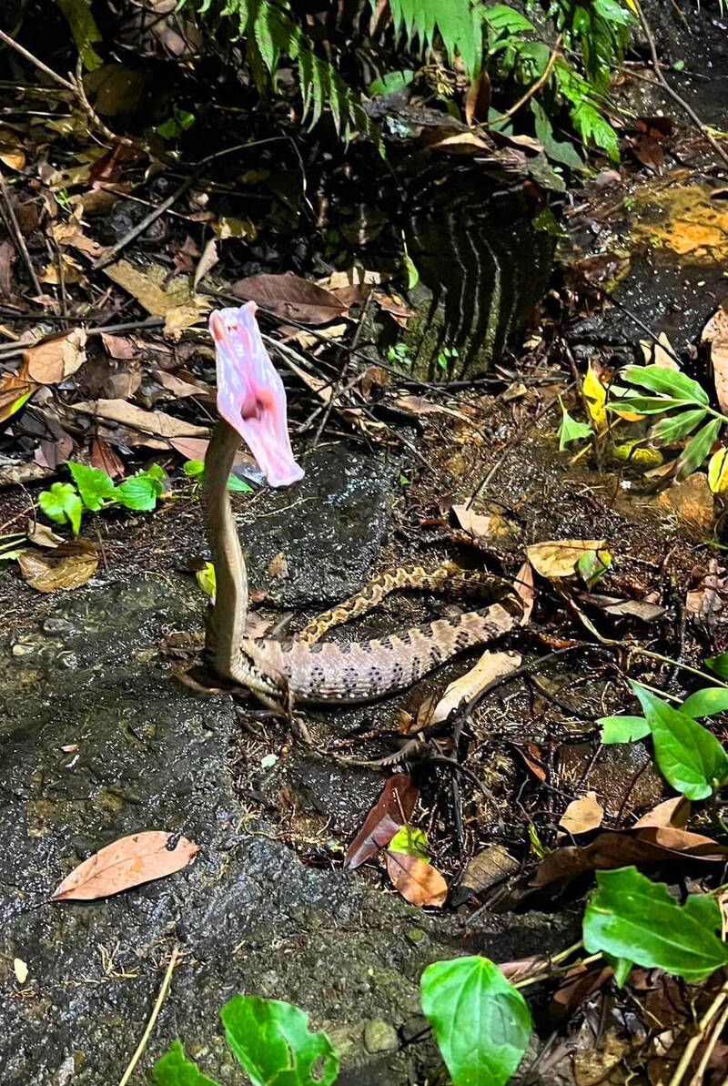 捕蛇達人黃小四在國姓鄉北山村農園發現六大毒蛇之一的龜殼花，牠頭部豎高，嘴巴大張幾乎可看到喉嚨。（黃小四提供）