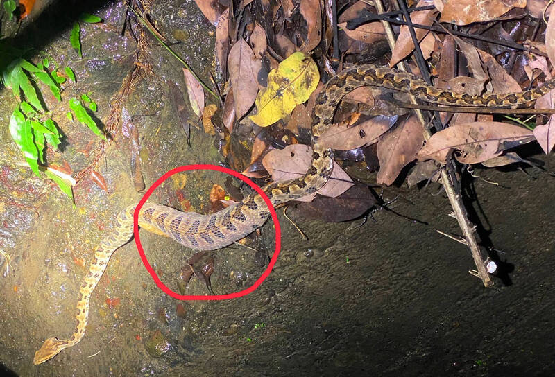 黃小四拍到的龜殼花肚子鼓起（紅圈處），研判是剛吞下青蛙或老鼠。（黃小四提供）