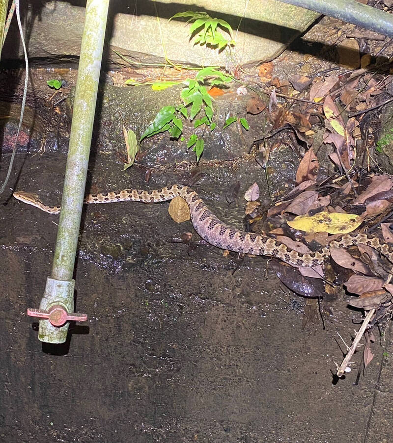 龜殼花現身的地方有灌溉水管，是較為潮濕的地方。（黃小四提供）