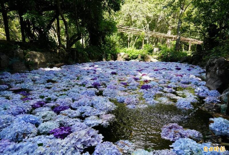 武陵農場繡球花池繽紛浪漫。(記者張軒哲攝) 武陵農場繡球花池繽紛浪漫。(記者張軒哲攝)