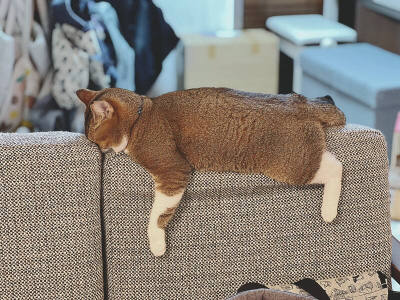 日本漫畫家愛貓在沙發上「這樣」睡死網笑翻︰你累了嗎？ - 蒐奇- 自由時報電子報