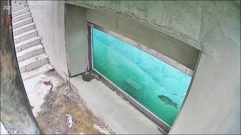 碧潭堰魚道通水觀察窗看魚洄游- 生活- 自由時報電子報