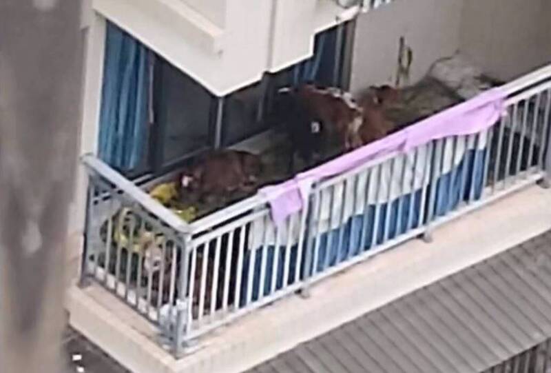中国四川的一处社区，一位邻居竟然在自家阳台上养了7头牛。（图撷取自微博）(photo:LTN)