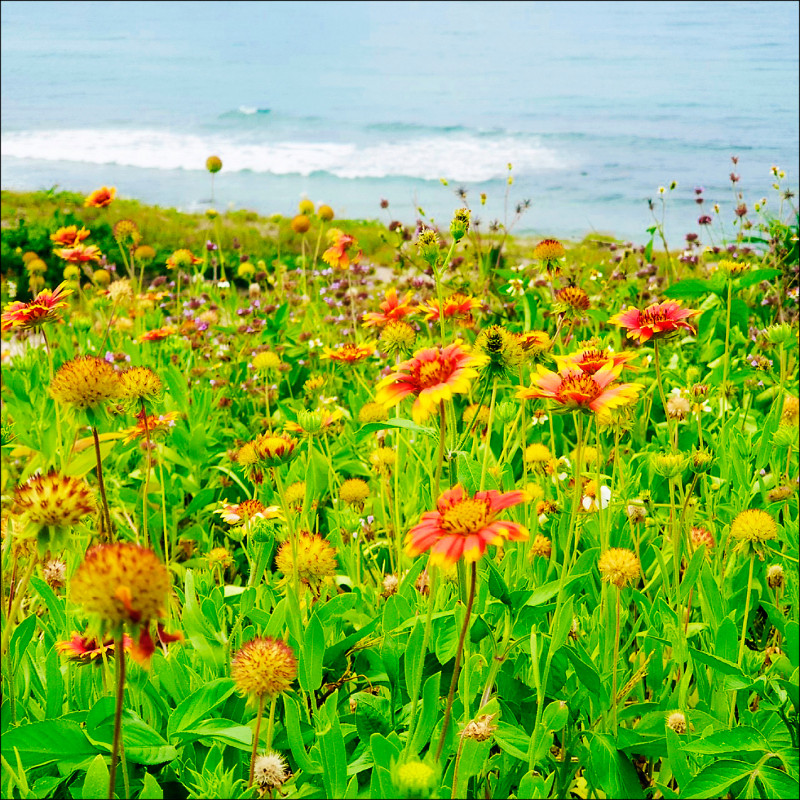 石門區風箏公園天人菊花海。（新北市景觀處提供）