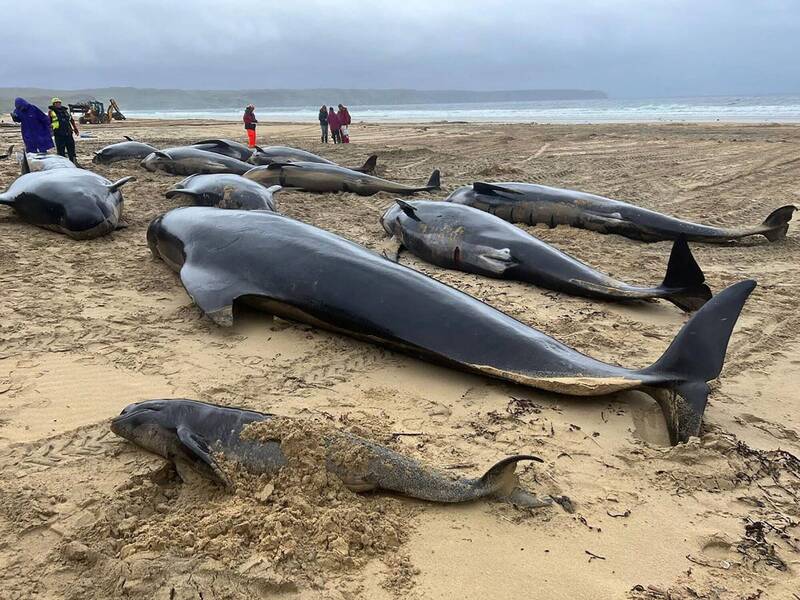 苏格兰路易斯岛海滩有大批领航鲸搁浅。（欧新社）(photo:LTN)
