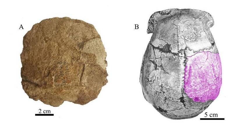 周口店第15号地点发现的人类顶骨化石（左），周口店直立人头盖骨模型顶面观（右），标示顶骨化石位置。（图取自《新科技》）(photo:LTN)