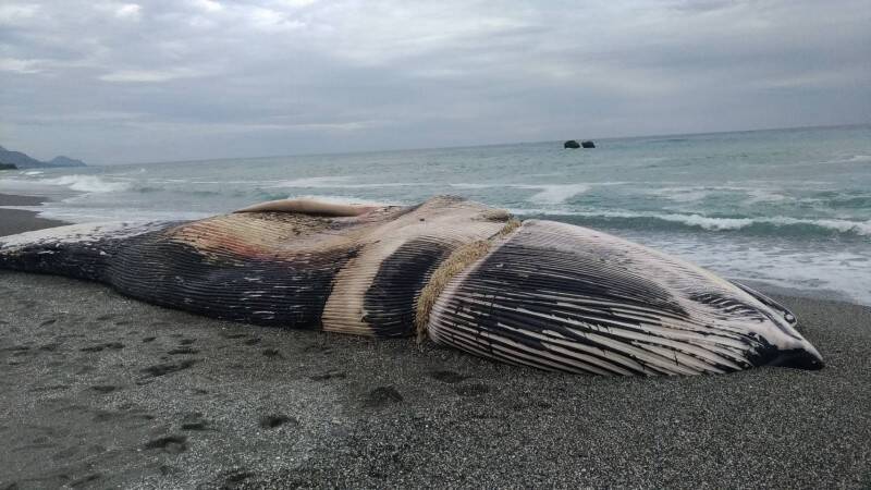 漁具纏身小藍鯨活活餓死專家：頭骨勒出深溝活得超痛苦…… - 生活- 自由時報電子報
