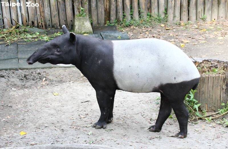 台北市立動物園熱雨區的馬來貘爸爸「貘克」18日下午過世。（台北市立動物園提供）