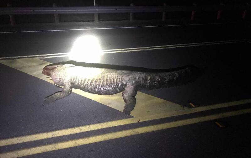 一名33歲的孕婦在35號州際公路撞上長達3.6公尺的鱷魚。（圖擷取自臉書Refugio County Sheriff's Office）
