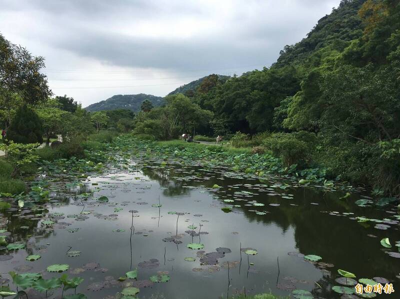 大溪山豬湖台灣萍蓬草，是台灣特有生態。（記者謝武雄攝）