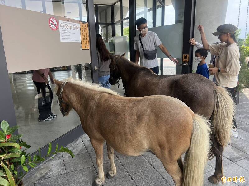 大暑連馬都覺得熱。（記者陳彥廷攝）