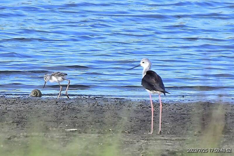 澎湖首次出現「土生土長」的高蹺鴴幼鳥，在母鳥看護下現身成功水庫。（安德生提供）